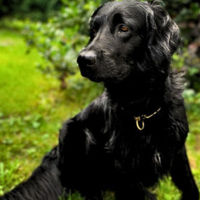 Hundetraining Erfolg