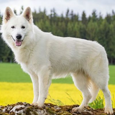 Hundetraining Erfolg