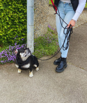 Fortgeschrittenentraining