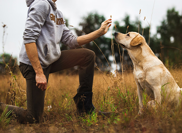Die Bedeutung von Bewegung für Hunde