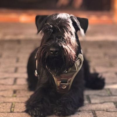 Hundetraining Erfolg