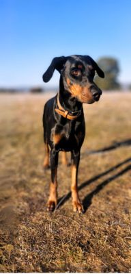 Hundetraining Erfolg